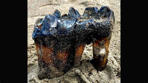Mastodon mystery in Santa Cruz County: Ice Age tooth vanishes from beach